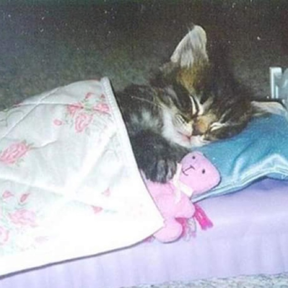 Meet your Posher, Ariana